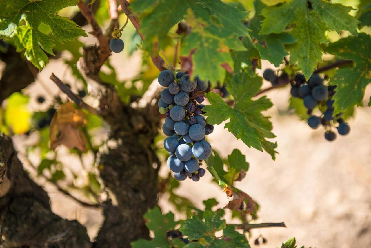 Viglione Wine Resort سانتيرامو إن كولي المظهر الخارجي الصورة